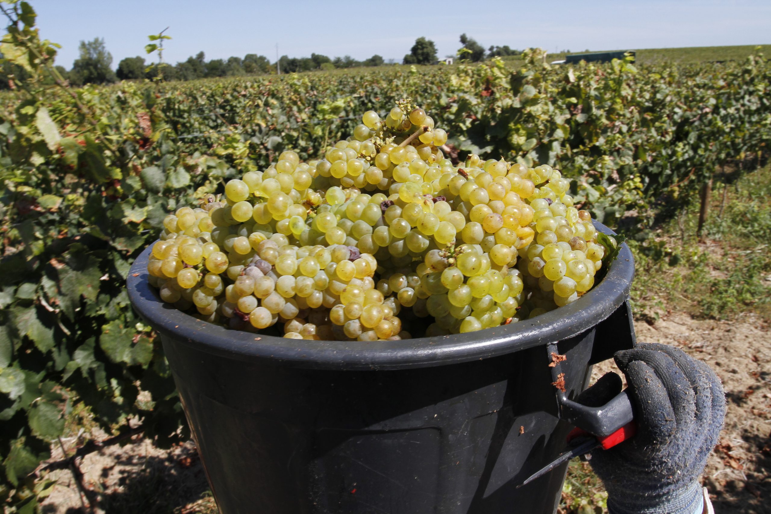 Conheça os programas das vindimas que os Vinhos do Tejo têm para si!