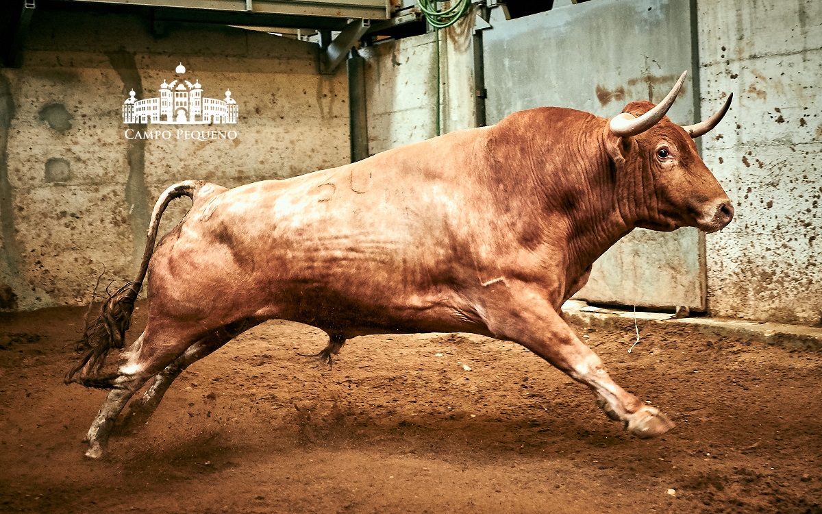 Pesos dos touros da ganadaria António Charrua que sairão hoje à arena do Campo Pequeno (C/Fotos)