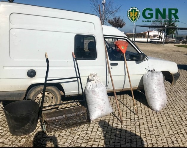 Dois detidos em Sousel por furto de 80 kg de azeitona
