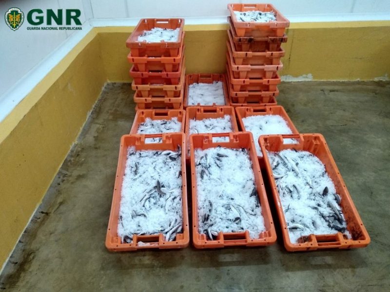 Peniche: 205 Kg de pescada doados para solidariedade