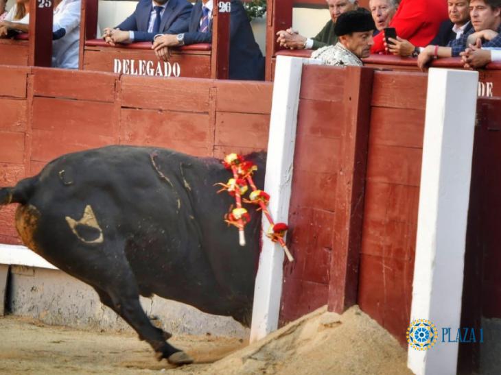 Bandarilheiro sofreu cornada de 35 cm no glúteo esquerdo, em Madrid