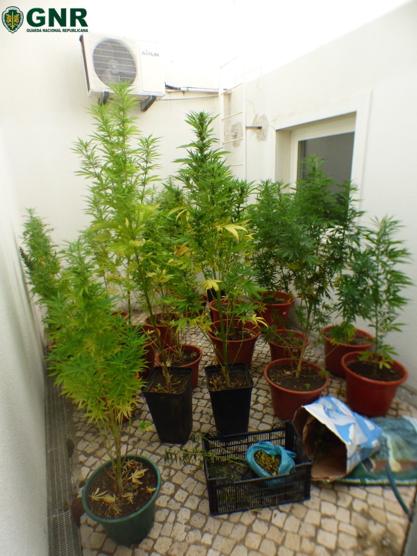 Ourique: Detido por cultivo de droga