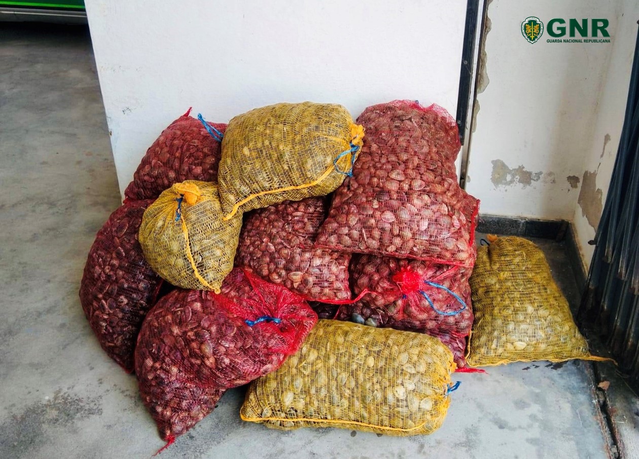 300 Kg de amêijoa-japonesa apreendidos por falta de registo, em Alcochete