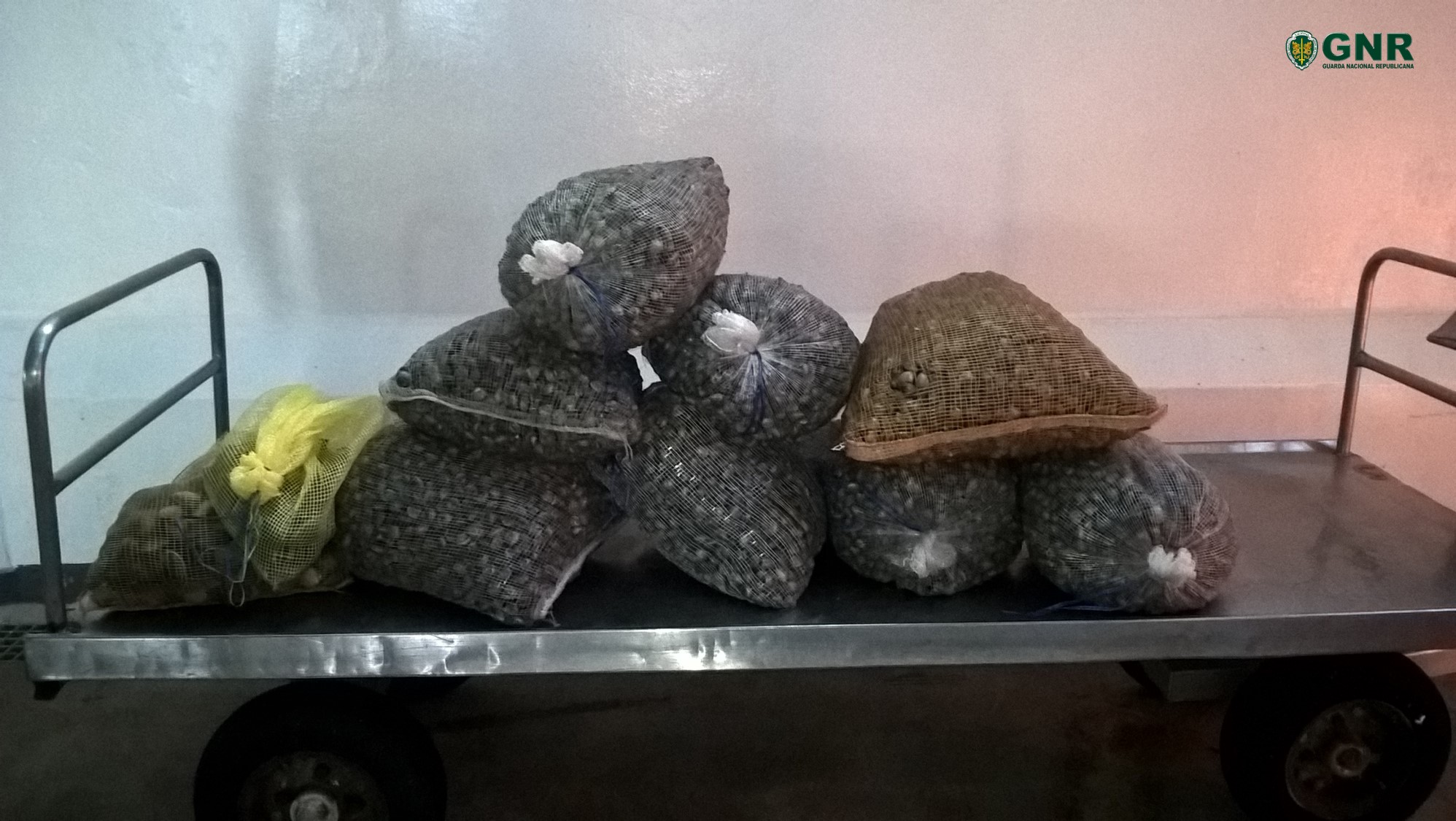 Apreendidos 200 Kg de berbigão, na Gafanha da Nazaré