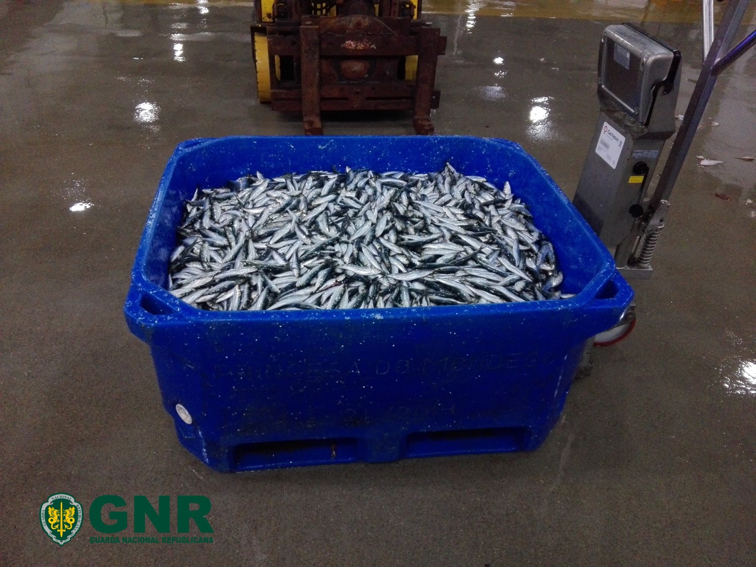 Gafanha da Nazaré: Apreensão de cerca de 300 Kg de pescado