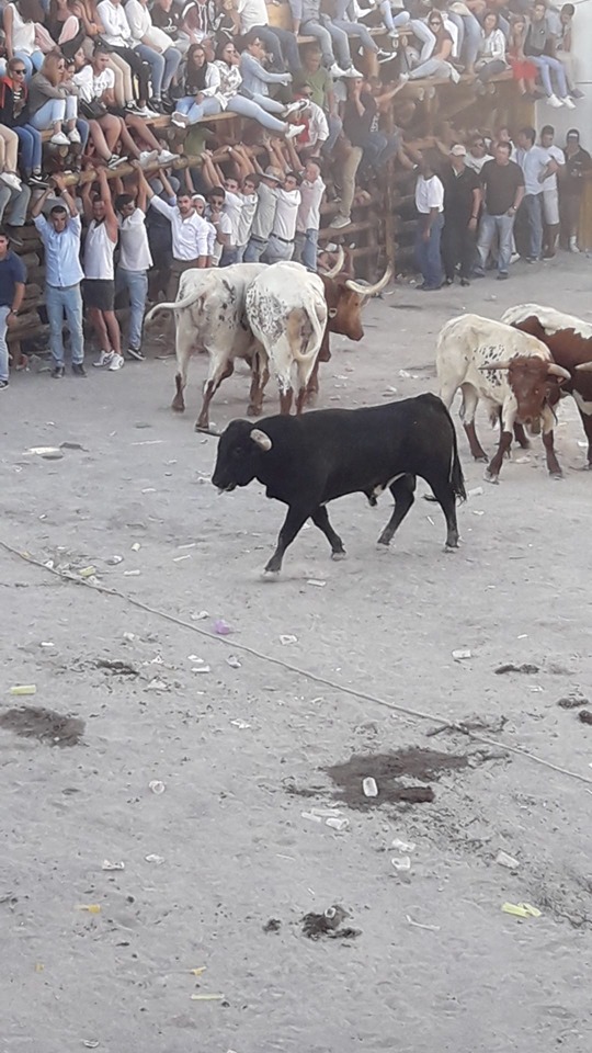 Barrancos: Touro colhe homem, com 25 anos, e deixa-o em estado grave