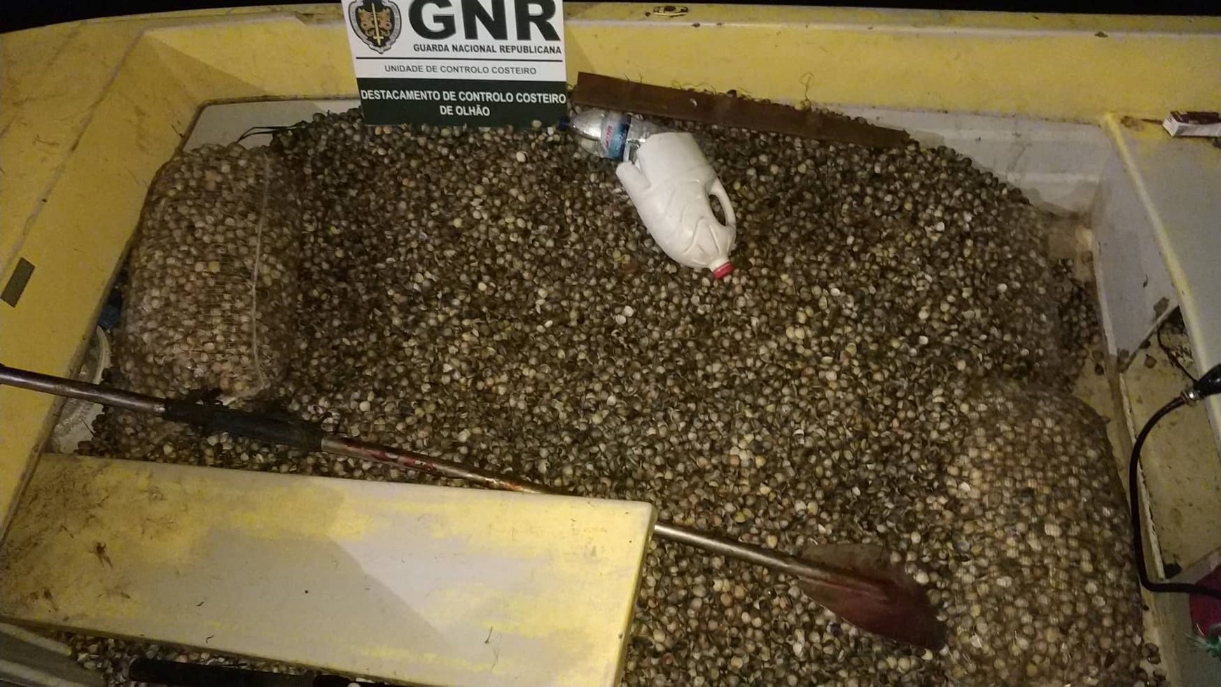 Faro: 1700 Kg de berbigão apreendido