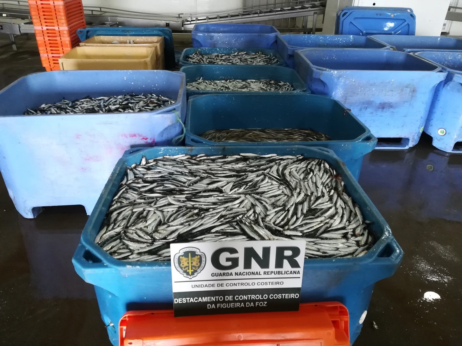 1800 Kg de biqueirão apreendidos, na Gafanha da Nazaré