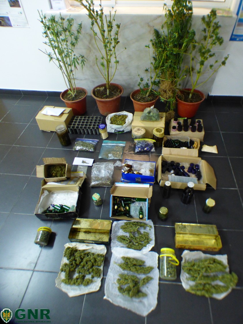 Casal detido, em Ourique, por cultivo e tráfico de droga e mais de 750 doses apreendidas