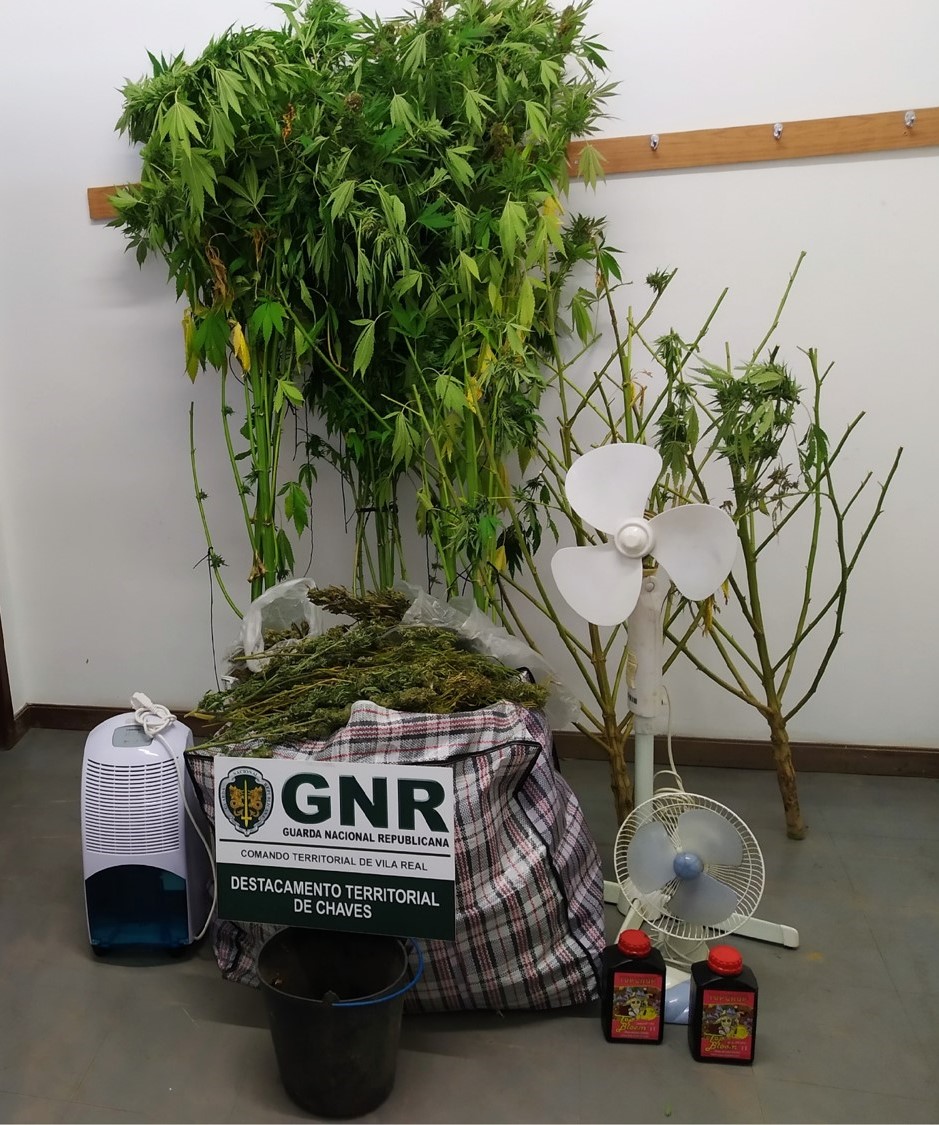 Chaves: 2 detidos e 7 quilos de liamba apreendidos