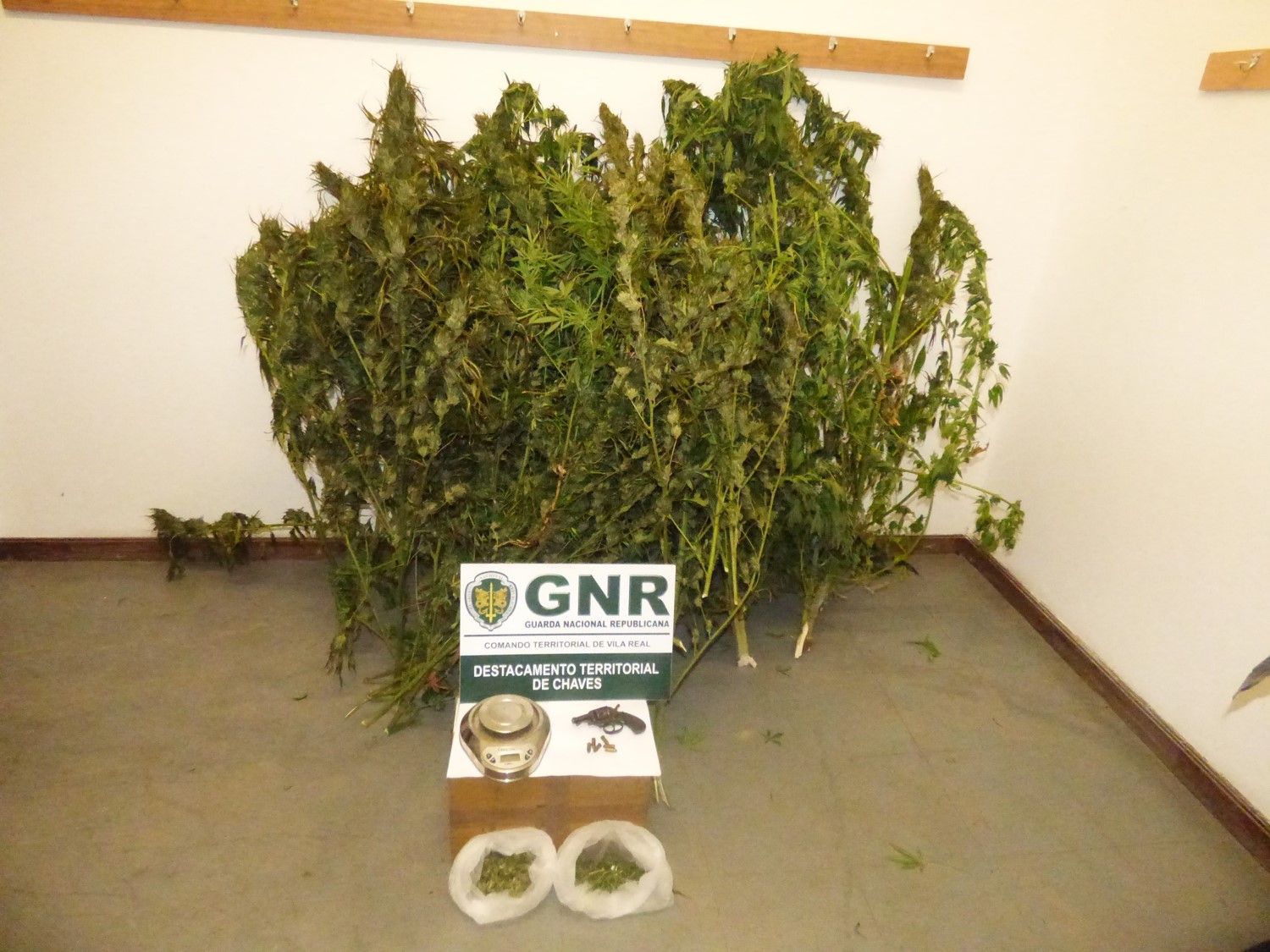 Mulher, com 77 anos, detida por cultivar droga