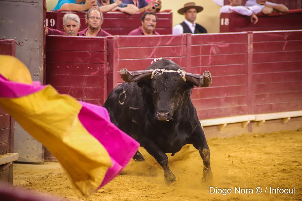 2019: As escolhas fotográficas de Diogo Nora