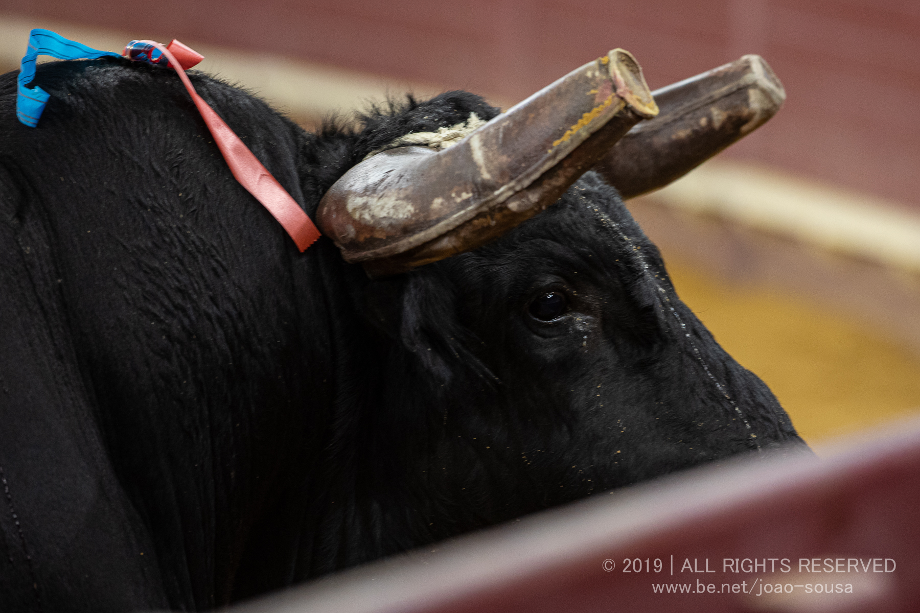 Tauromaquia: Os Destaques de 2019