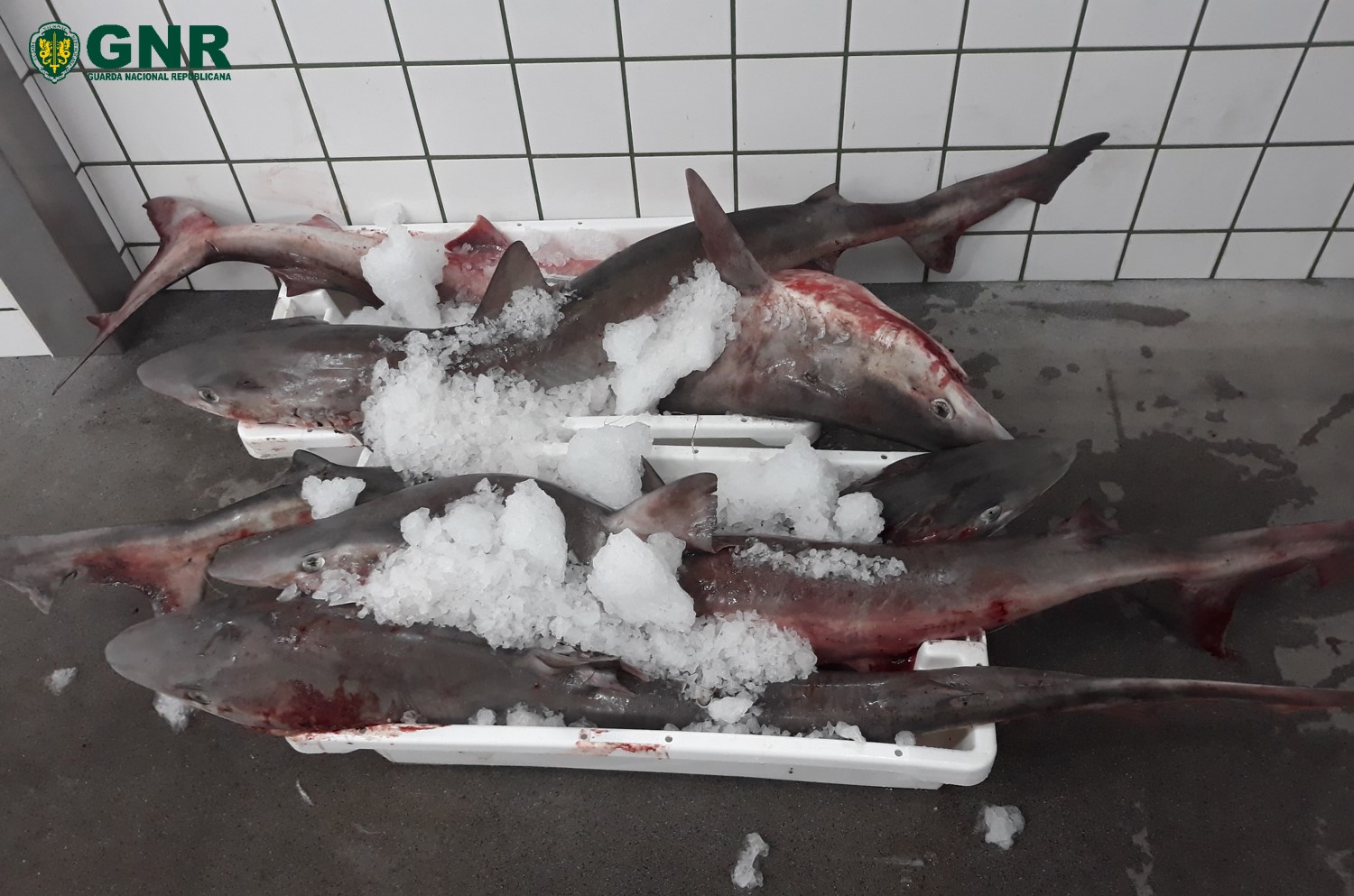 Açores: Detido em alto mar