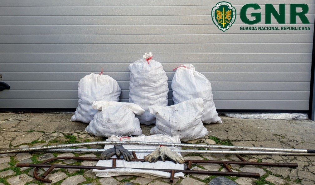 Sines: 2 detidos por roubo de 132 quilos de pinhas