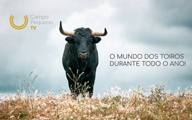 “O Jerela e o Destino” mostra a vida feliz de um touro após ser lidado no Campo Pequeno