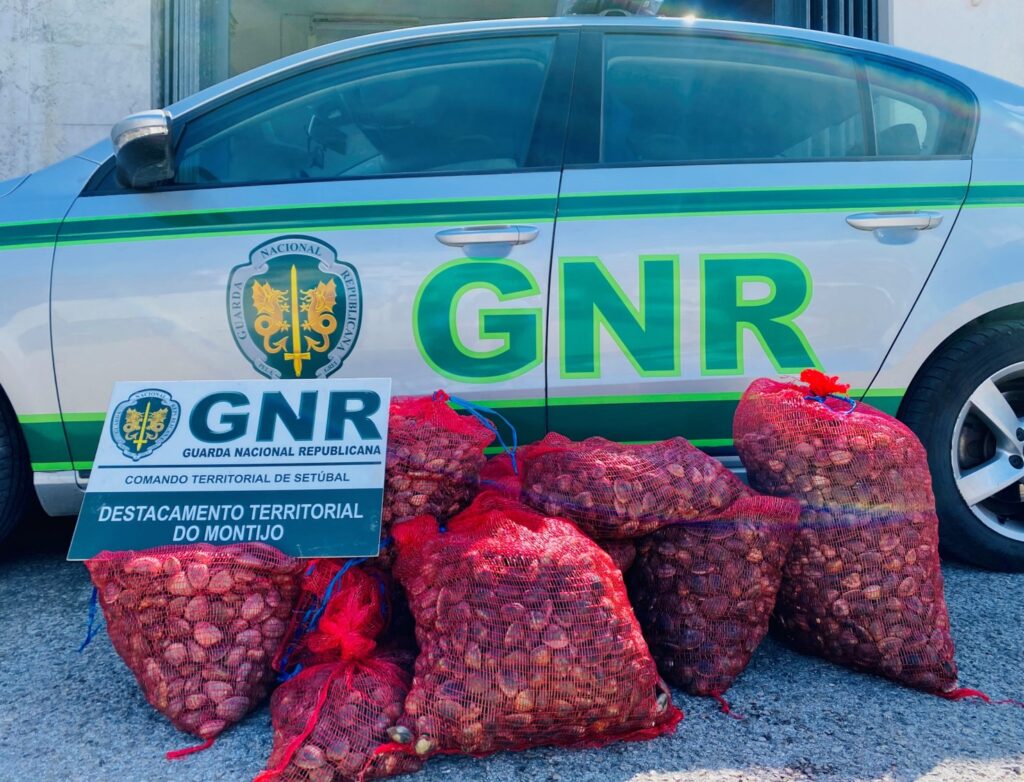 Alcochete: GNR apreendeu 150 quilos de amêijoa-japonesa capturados ilegalmente