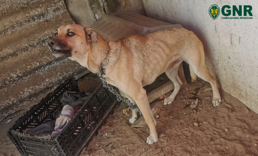 GNR Santarém identificou homem por maus tratos a um cão