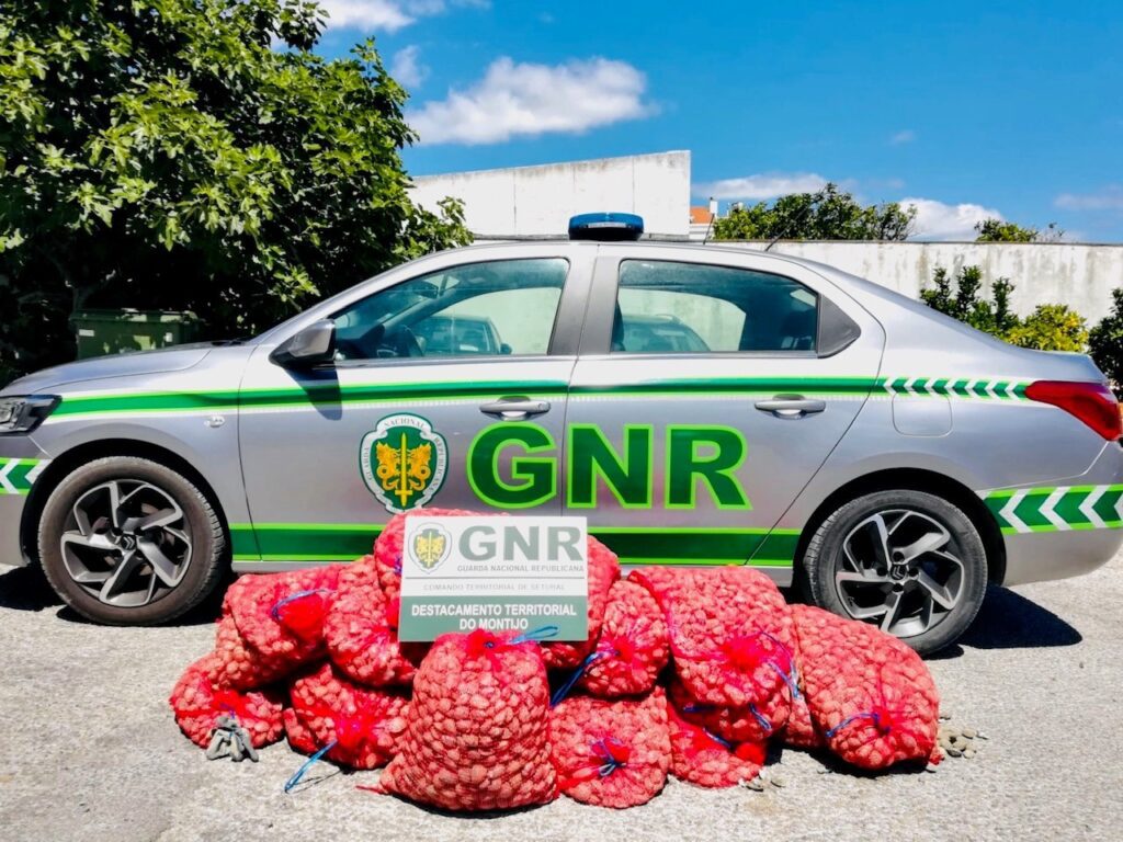 Alcochete: Apreensão de 300 quilos de amêijoa-japonesa