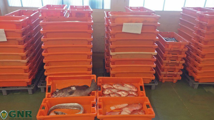 Peniche: Apreensão de 300 quilos de pescado