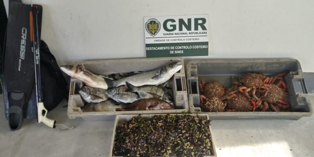 Aljezur: GNR apreendeu 40 quilos de marisco e pescado