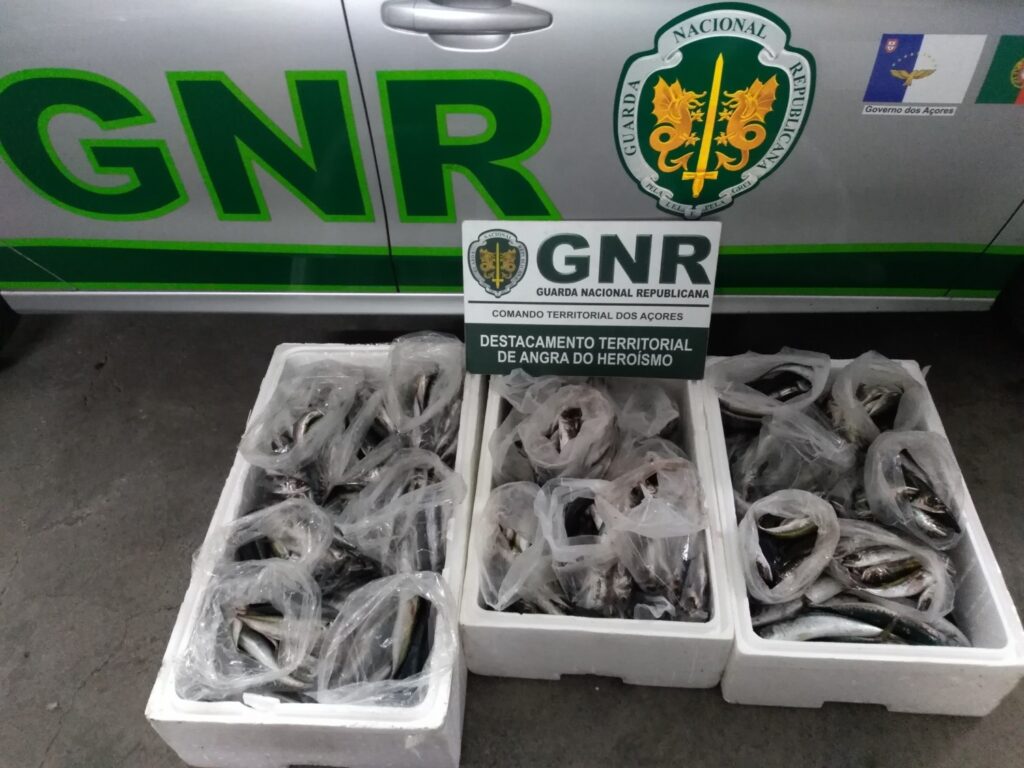 Terceira: GNR apreendeu 51 Kg de pescado por fuga à lota
