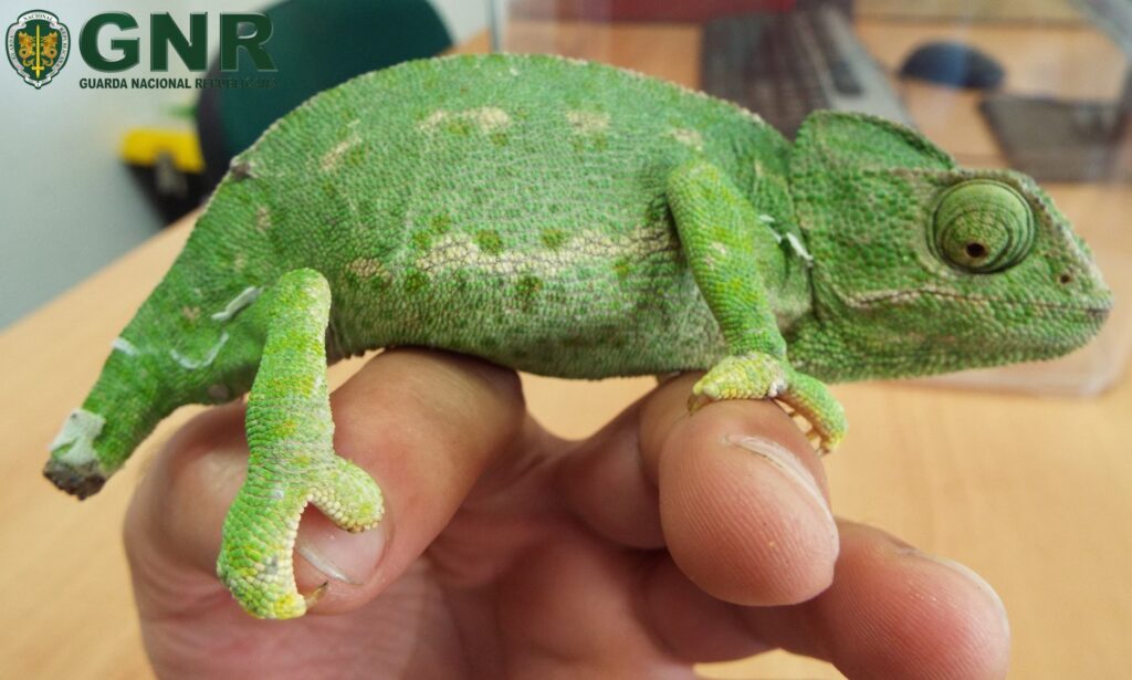 GNR recuperou camaleão sem patas e cegonha debilitada, em Ferreira do Alentejo e Ourique