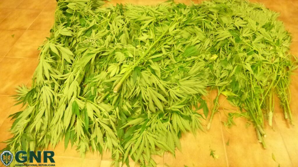 GNR Santarém deteve homem por cultivo de cannabis