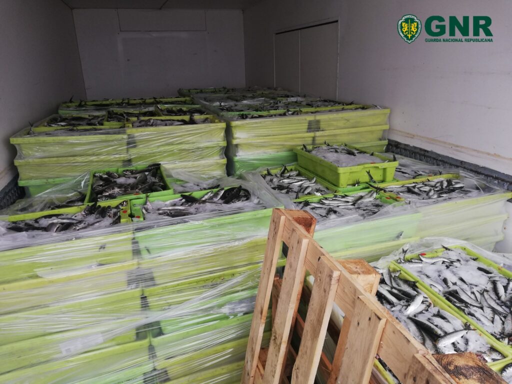 Viana do Castelo: GNR apreendeu 1200 Kg de sardinha