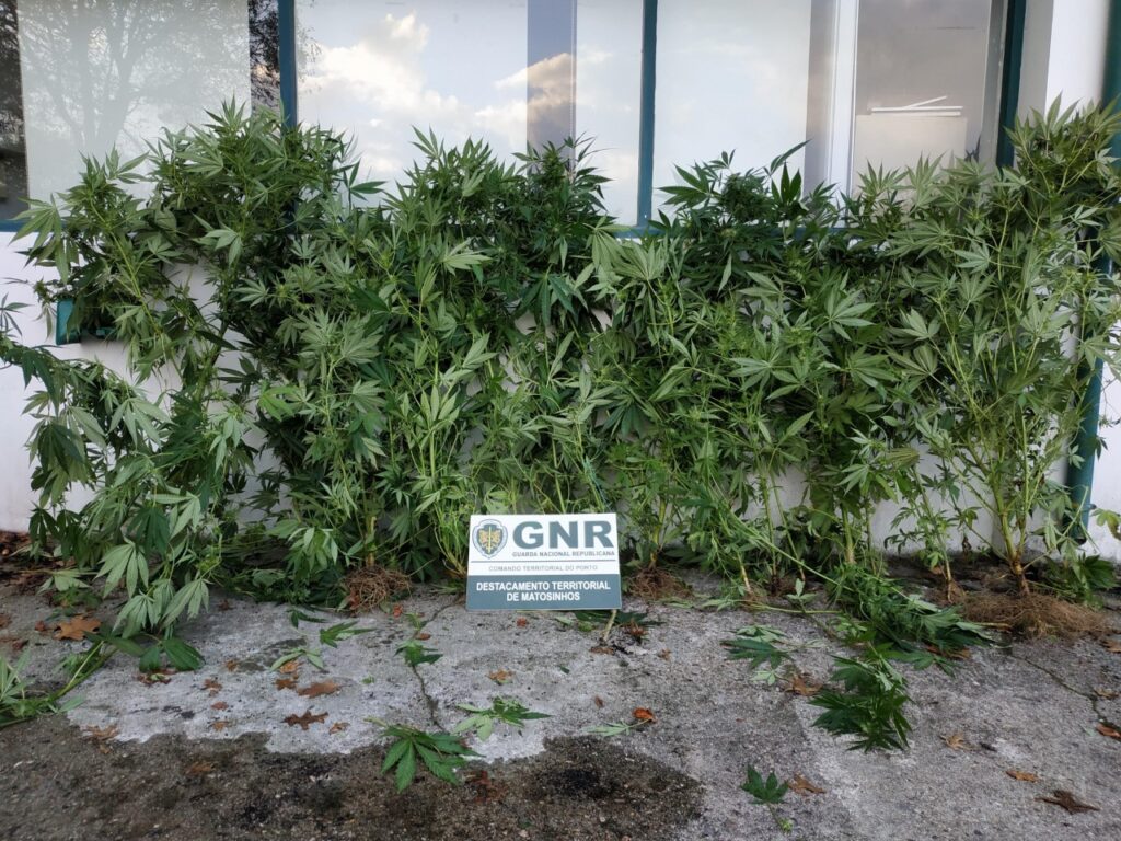 Maia: Detido por tráfico de estupefacientes e plantação de cannabis