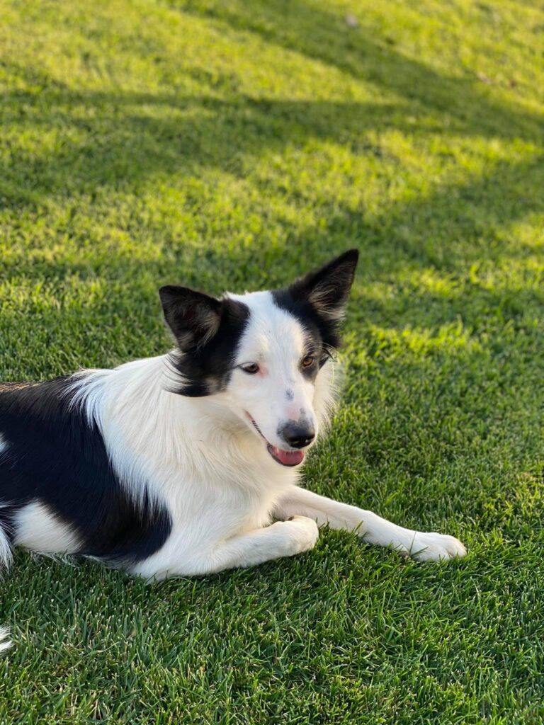 Desapareceu a cadela de Dalia Madruga e Marcos Bastinhas