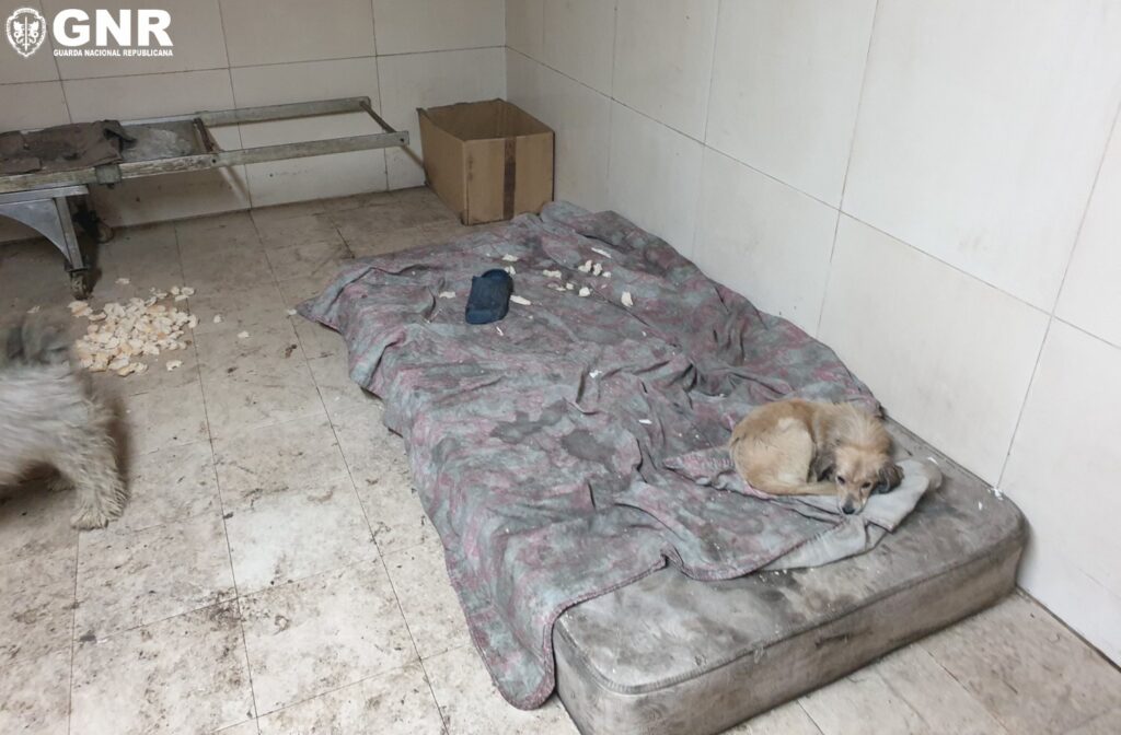 Ponta Delgada: GNR encerrou estabelecimento de fabrico e venda de pão