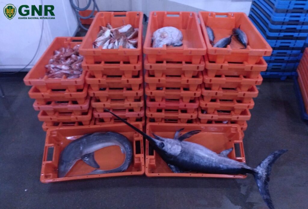 Ílhavo: Apreensão de mais de 600 quilos de pescado por fuga à lota