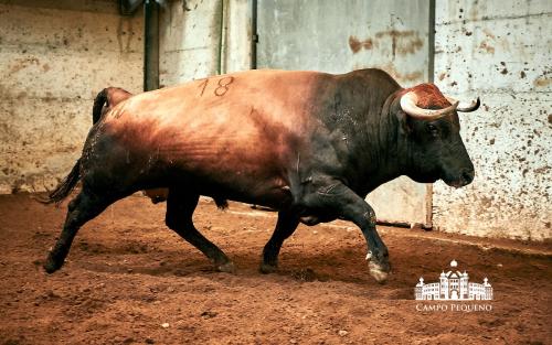 ANTÃ“NIO CHARRUA 18 - TORRADEIRO - 638Kg