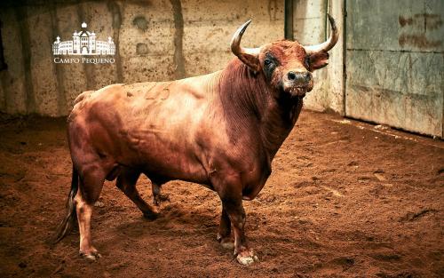 ANTÃ“NIO CHARRUA 23 - CALÃ‡ADO II - 570KG