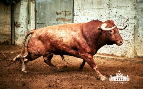 ANTÃ“NIO CHARRUA 27 - CIGANO - 562KG