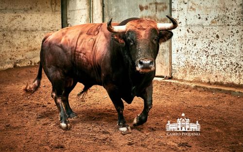 ANTÃ“NIO CHARRUA 28 - ESCURO - 590KG