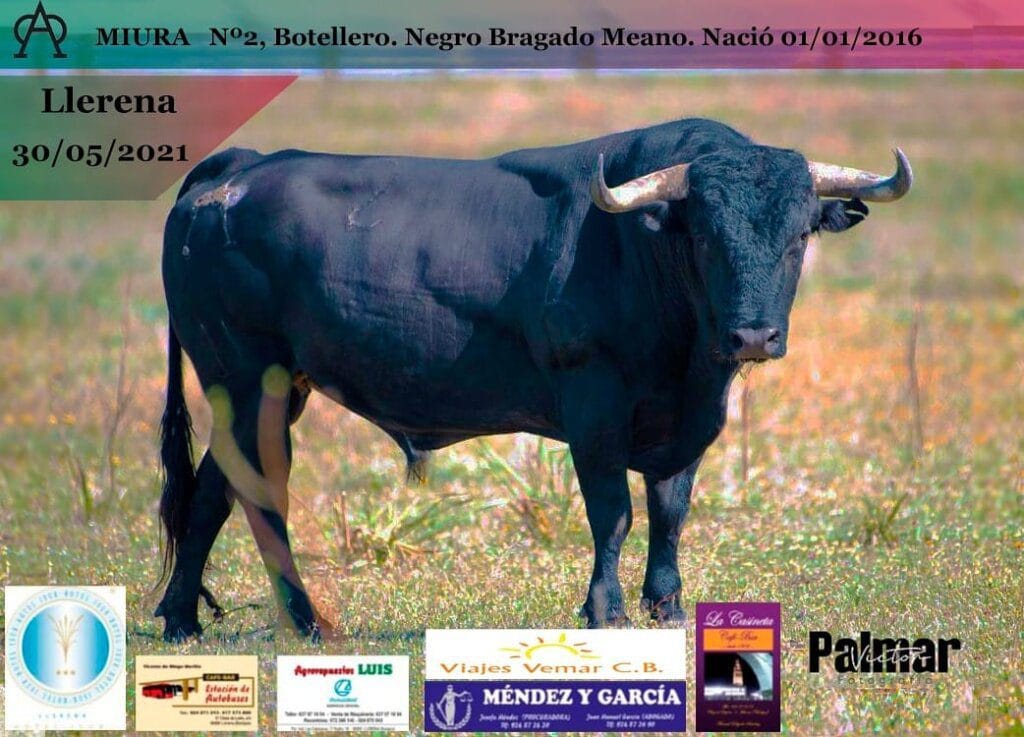 30 de Maio: Touros Miura em Llerena