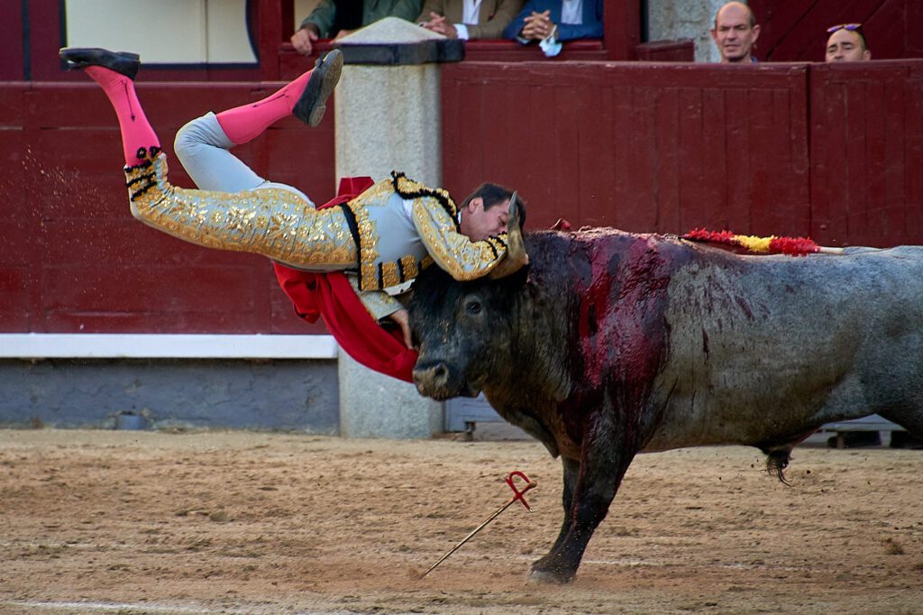 Veja as imagens das 3 colhidas de Gómez del Pilar em Las Ventas