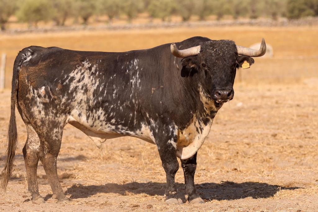 Imagens dos touros de Sommer D'Andrade para Monforte a 13 de Agosto