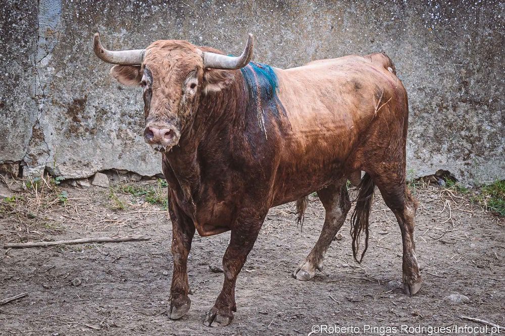 Touro da ganadaria Herdade de Pégoras lidado por Rouxinol Jr. em Cuba foi indultado e voltou ao campo
