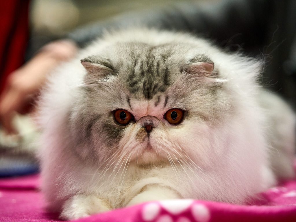 Reportagem: Durante dois dias, os animais de estimação foram as estrelas em Madrid