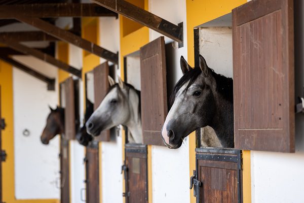 Concurso internacional vai premiar as melhores ideias de negócio no setor do cavalo
