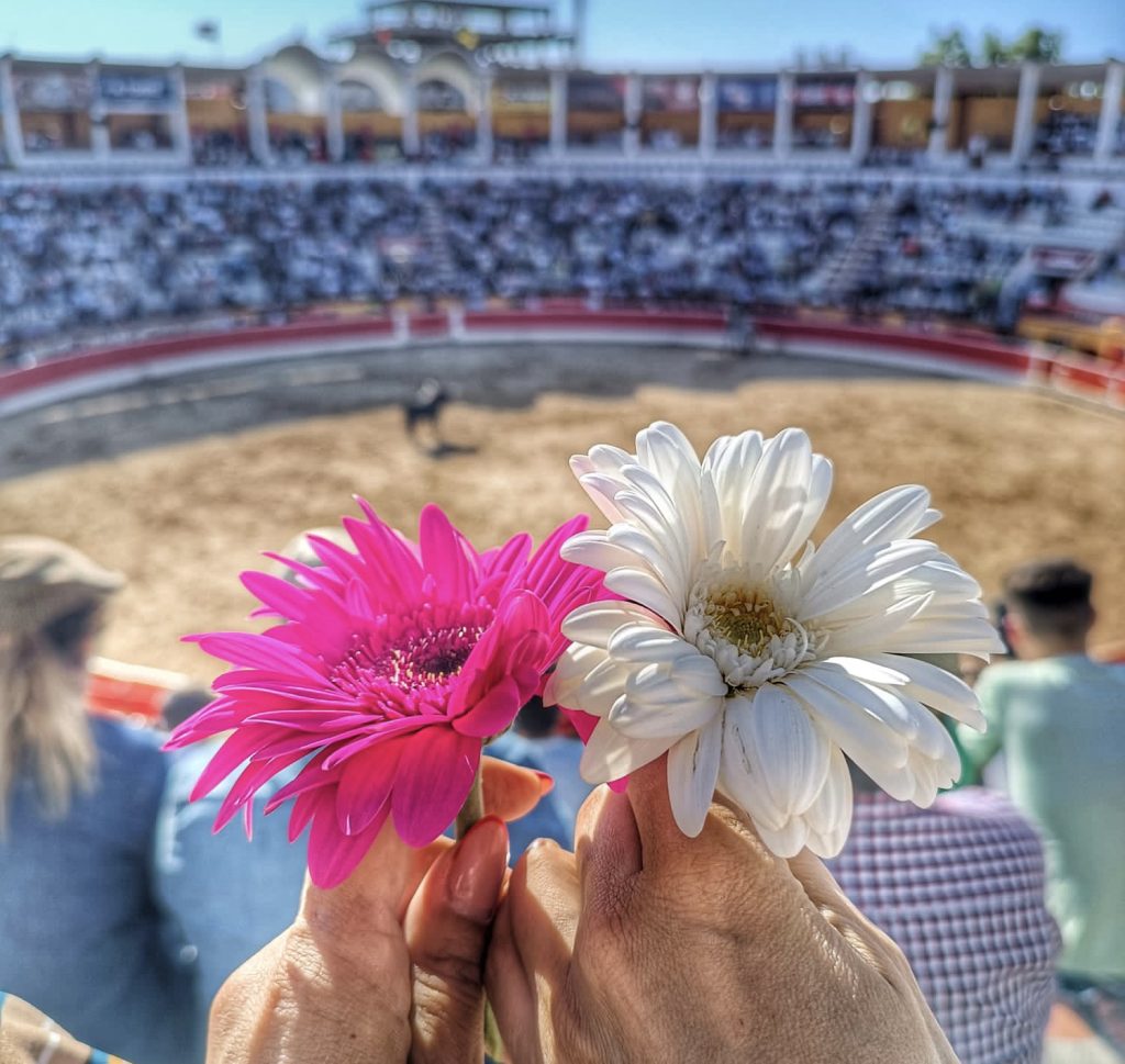Crónica: Corrida de touros agradável no Montijo