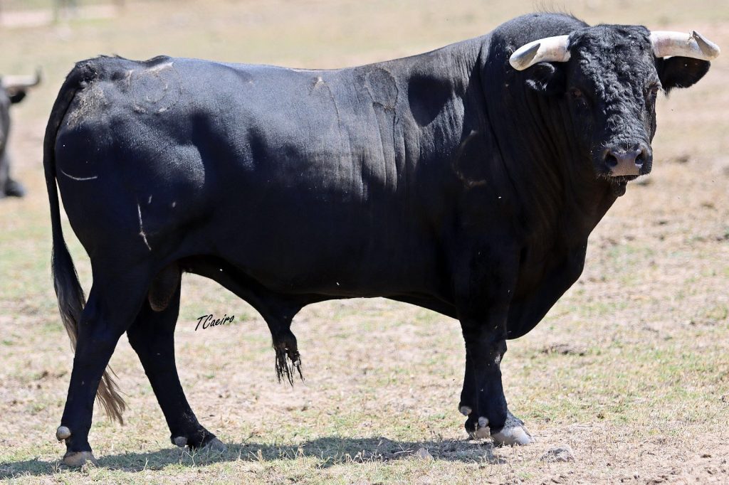 Veja as imagens dos touros a serem lidados em Messejana a 15 de Agosto