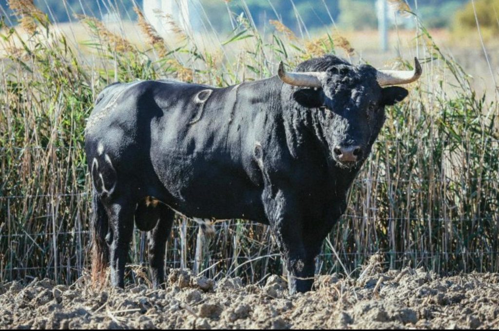 Veja os touros que serão lidados a 1 de Outubro em Vila Franca de Xira